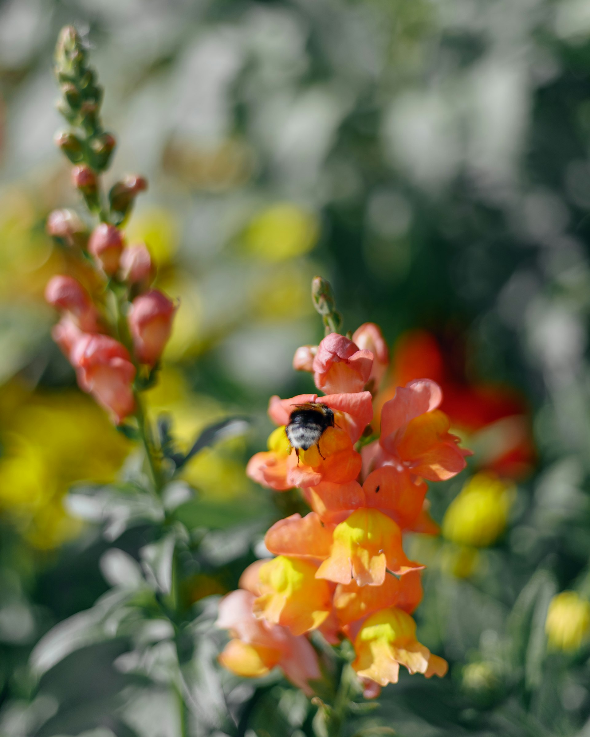 Transform Your Outdoor Space: Designing a Native Pollinator-Attracting Garden